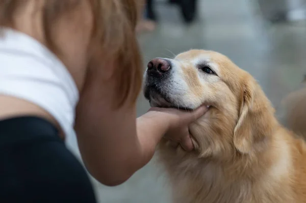 Evcil Hayvan Arka Planında Kahverengi Köpeğin Boynunu Okşayan Bir Kız Stok Resim
