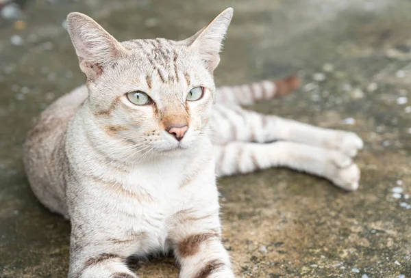Evcil Hayvan Arka Planında Asfaltta Yatan Kedinin Yakın Çekimi — Stok fotoğraf