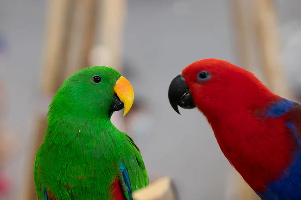 animal, elegant red and green parrot on texture background