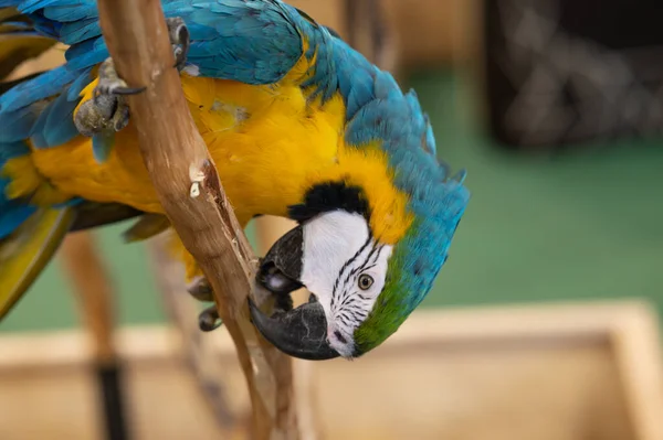 Colorful macaw parrot on a log on pet background