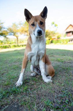 Hayvan, kahverengi beyaz köpek çimlerin üzerinde duruyor.