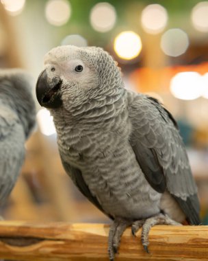 Hayvan, stok fotoğrafındaki gri bir Afrikalı papağan.