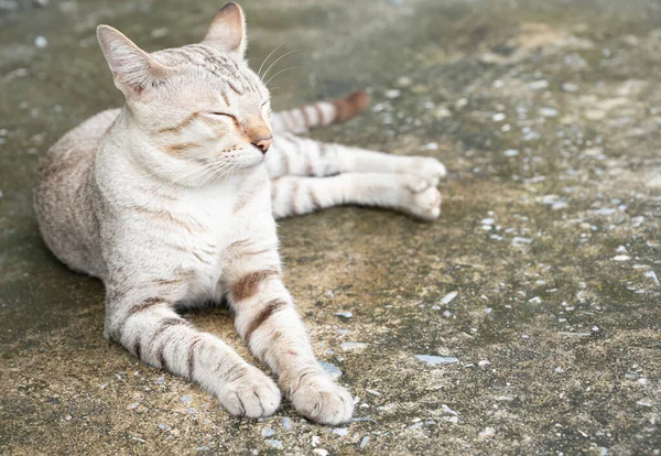 Close Gato Deitado Asfalto Fundo Animal Estimação — Fotografia de Stock