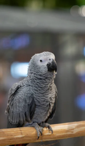 Животное Серый Африканский Попугай Бревне Фото Склада — стоковое фото