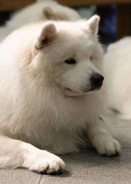 Velký Bílý Pes Ležící Pozadí Měkké Zaměření Zblízka — Stock fotografie