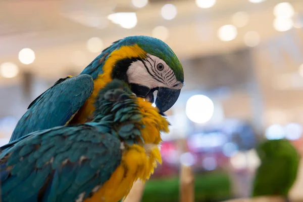 Zwierzęta Papuga Papuga Logu Tle Bokeh Fotografia Stockowa — Zdjęcie stockowe