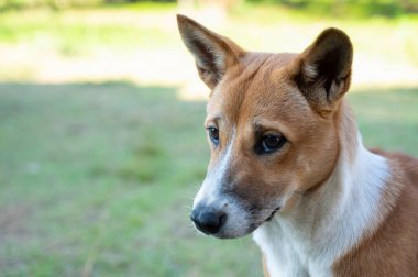 Hayvan, kahverengi beyaz köpek çimlerin üzerinde duruyor.