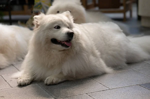 big white dog lying on the background soft focus close up