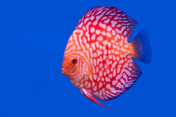 Discus fish isolated on a blue background with copy space.