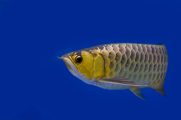 아시아어 물고기 배경에 물고기 — 스톡 사진