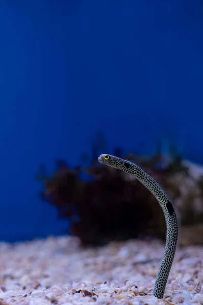 Spotted garden eel Heteroconger beautiful fish on wallpaper background.