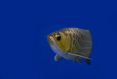 Asyalı arowana kırmızı balığı, duvar kağıdında ejderha balığı ve fotokopi alanı.