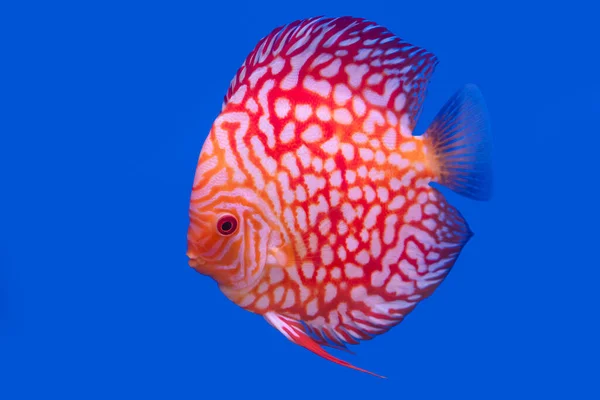 Poisson Discus Isolé Sur Fond Bleu Avec Espace Copie — Photo