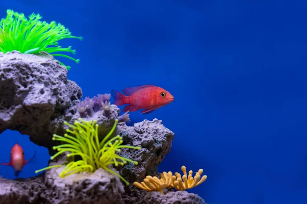 Beautiful Fish Tank Blue Skin Background Lsolated Portrait — 스톡 사진