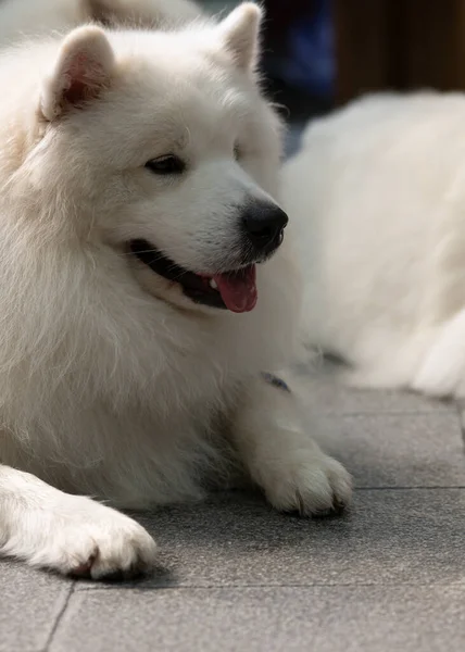Velký Bílý Pes Ležící Pozadí Měkké Zaměření Zblízka — Stock fotografie