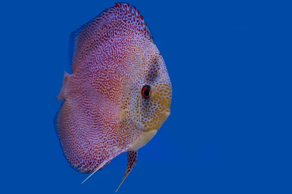 Discus fish isolated on a blue background with copy space.