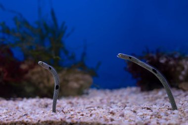 Görülmüş bahçe yılanbalığı Heteroconger Duvar kağıdında güzel balıklar.