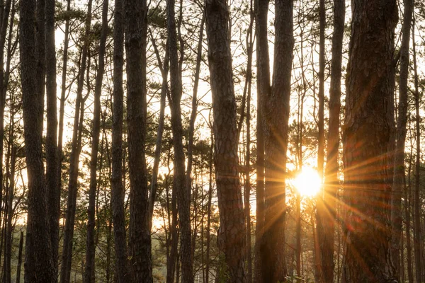 The morning sunrise of the pine forest at Pine Bo Kaeo garden on natural background.