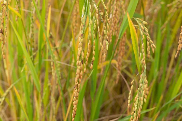 Güzel Doğal Bahar Arkaplanı Pirinç Tarlalarındaki Olgun Pirinç Bitkilerinin Çiçek Telifsiz Stok Imajlar
