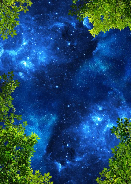gece gökyüzü ve bitki örtüsü