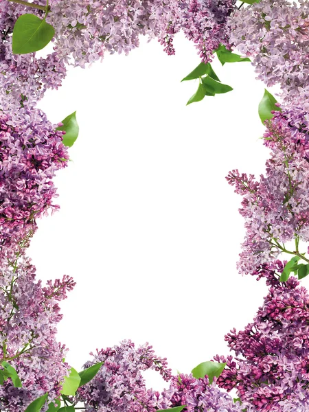 Lilac frame — Stockfoto