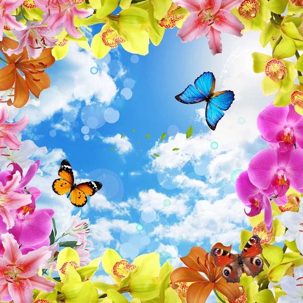 Flowers and sky and butterflies — Stock Photo, Image