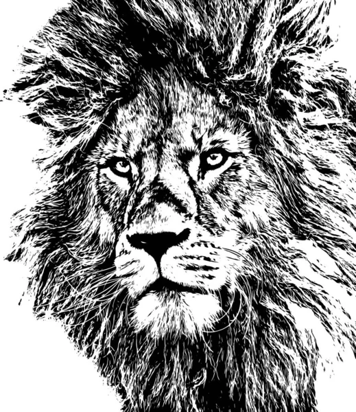 狮子的矢量画图 — 图库矢量图片#