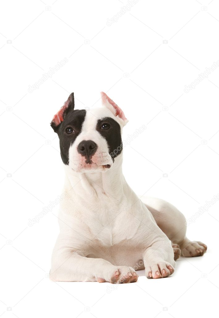 American pitbull terrier puppy