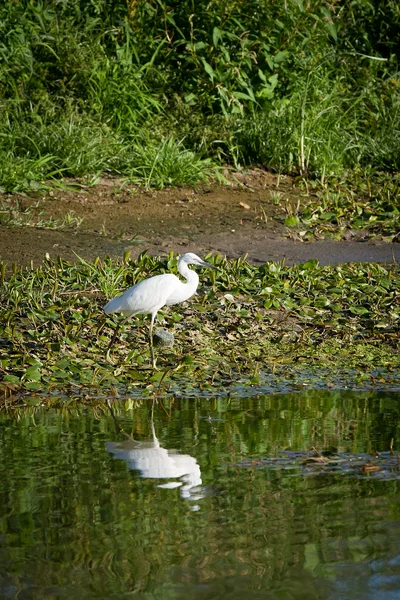Küçük ak balıkçıl