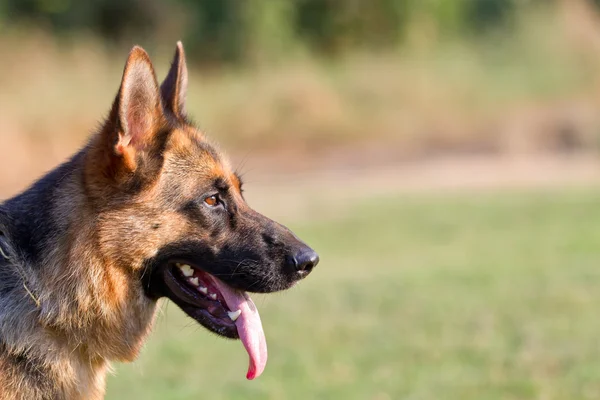 Alman çoban köpeği.