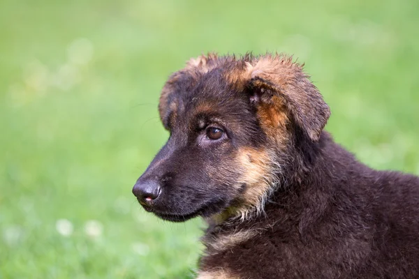 German shepherd dog puppy — Stock Photo, Image