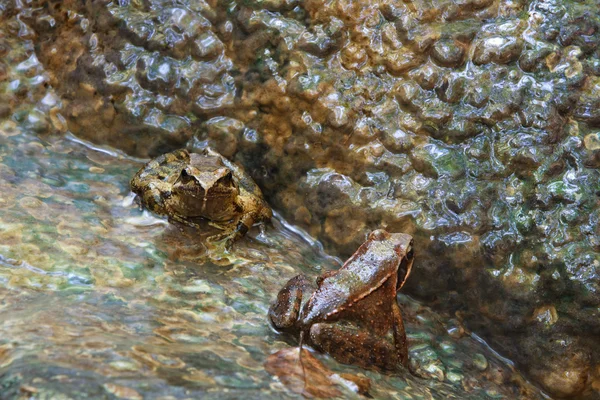 kayanın üzerinde oturan kurbağalar