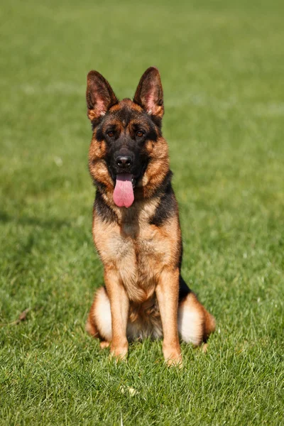 Alman çoban çimenlere oturup önden görünümü