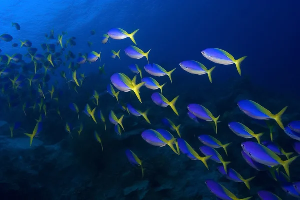 School of Yellowback fusiliers swimming in blue water — Stock Photo, Image