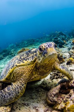 Green Sea turtle looking at viewer in Sipadan Island, Sabah, Malaysia clipart