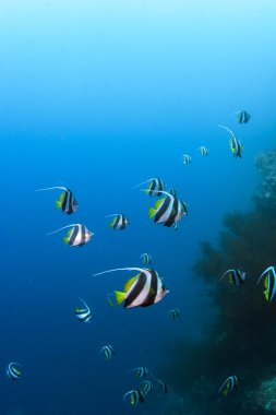 Longtail bannerfish mavi su zemin üzerinde resif pulau sipadan, sabah, Malezya.