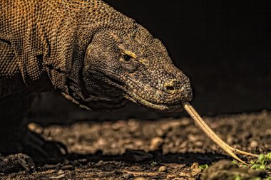 Komodo Ejderi komodo Ulusal Parkı, Endonezya (varanus komodoensis). komodo ejderleri dünyadaki en büyük kertenkele vardır. o çatal dilini komodo Dragon görünümü kadar yakın.