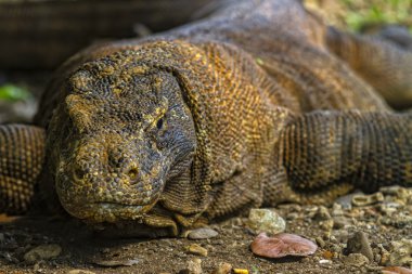 Komodo Ejderi komodo Ulusal Parkı, Endonezya (varanus komodoensis). komodo ejderleri dünyadaki en büyük kertenkele vardır. o çatal dilini komodo Dragon görünümü kadar yakın.