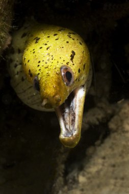 pulau mabul, sabah, Malezya kayalıkta sarı moray eeel. sabah Malezya Borneo eastcoast, Mabul bulunur.