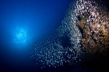 mavi su arka plan ve zayıf güneş patlaması ile sualtı mercan resif üzerinde cam balık sürüsü.