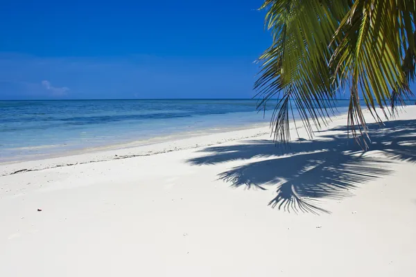 Hindistan cevizi ağaçları, derin mavi gökyüzü ve turkuaz suları ile tropikal beyaz kum plaj.