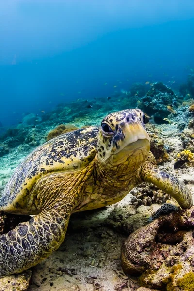 Zielony żółw patrząc na widza w sipadan island, sabah, Malezja — Zdjęcie stockowe