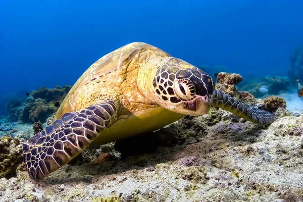 Green Sea turtle looking at viewer in Sipadan Island, Sabah, Malaysia — Stock Photo, Image