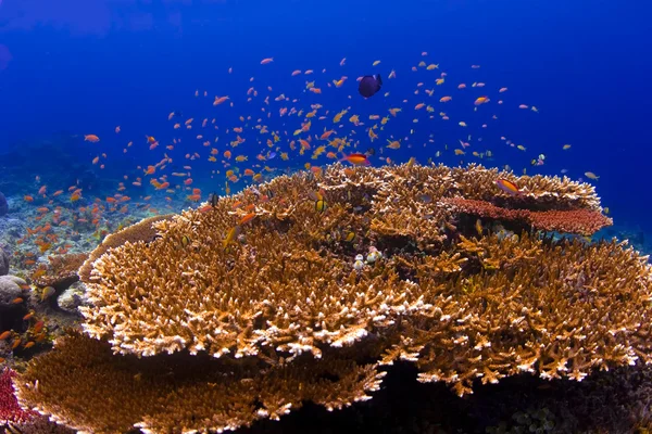 :Anthiasskolen svømmer over et rev på Sipadan Island i Sabah i Malaysia. – stockfoto