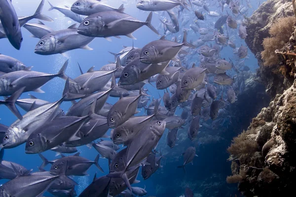 :Anthiasskolen svømmer over et rev på Sipadan Island i Sabah i Malaysia. – stockfoto