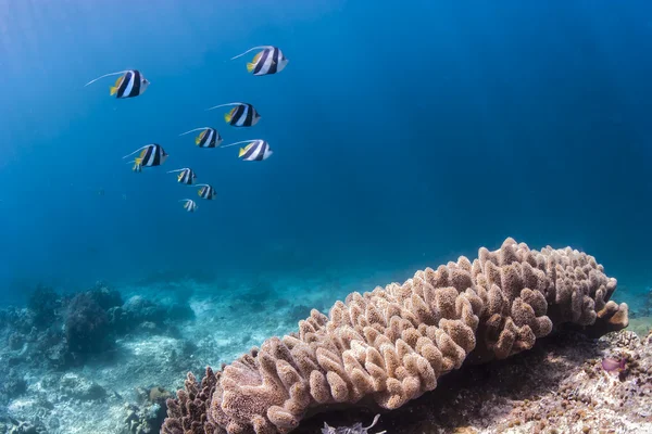 Longtail bannerfish mavi su zemin üzerinde resif pulau sipadan, sabah, Malezya.