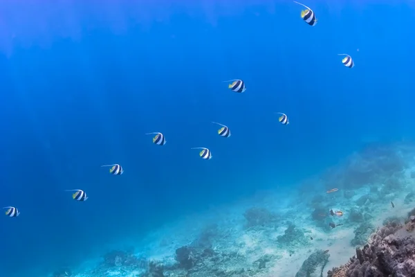 Pez bandera de cola larga sobre fondo de agua azul en el arrecife de Pulau Sipadan, Sabah, Malasia . — Foto de Stock