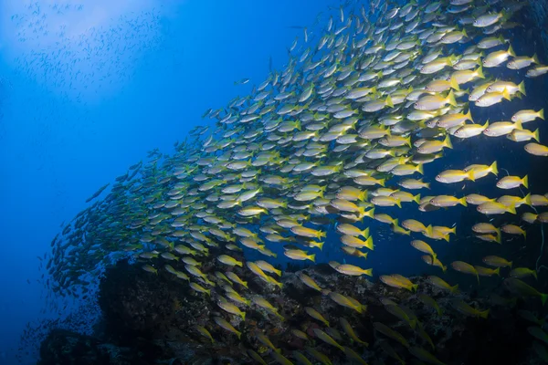 Escuela de fusileros amarillos nadando sobre un arrecife de coral en las islas Similan cerca del lago Khao en el mar de Andamán en Tailandia . — Foto de Stock