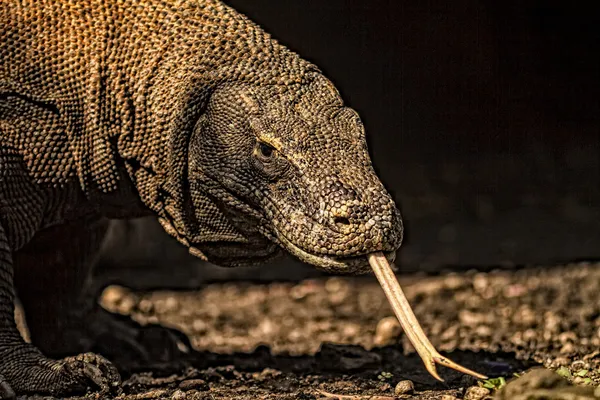 Комодский дракон (Varanus komodoensis) в Национальном парке Комодо, Индонезия. Комодские драконы самые большие ящерицы в мире. Закрыть вид на дракон с вилочным языком . — стоковое фото