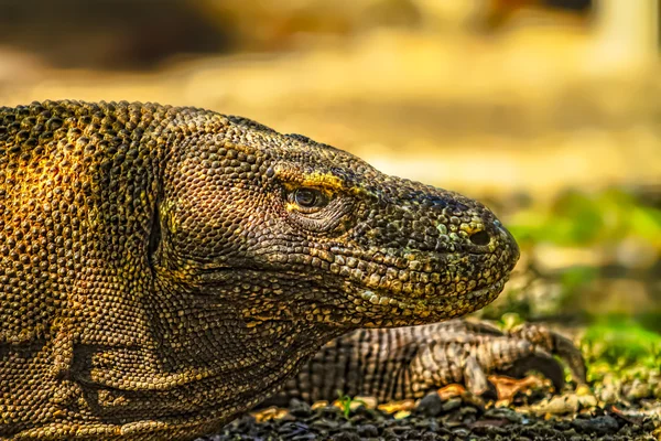 科莫多龙 （巨蜥 komodoensis) 在印度尼西亚科莫多国家公园。科莫多龙是世界上最大的蜥蜴。用分叉的舌头的科莫多龙的近视图. — 图库照片